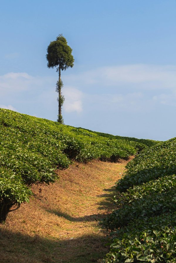 Quels sont les matériaux les plus adaptés pour une allée de jardin en pente?